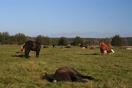 sommarhage