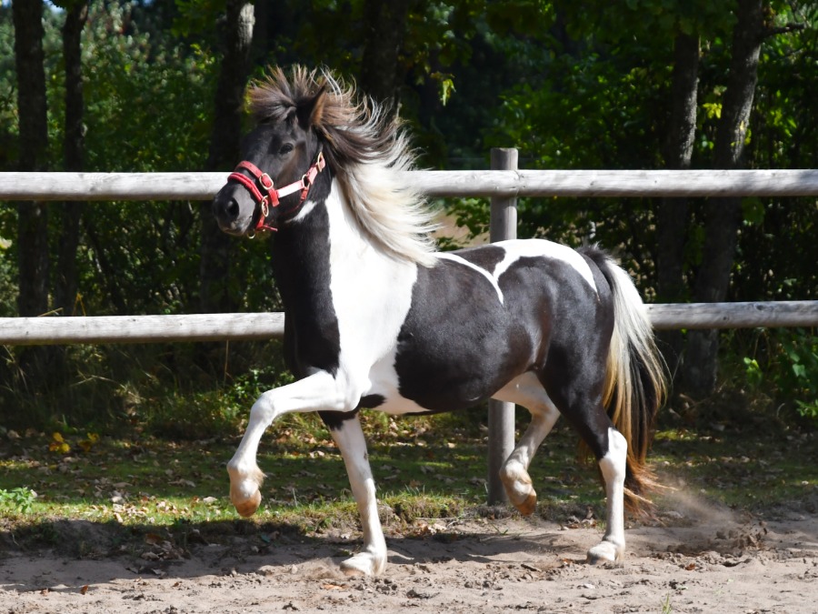 Happadís från Helgagården
