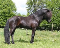 gymir8