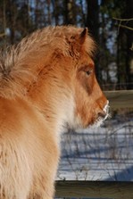 birta