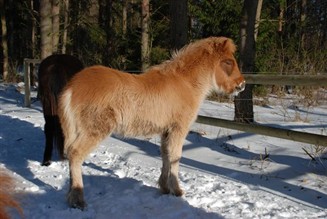 birta2