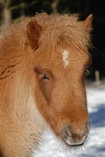 birta3