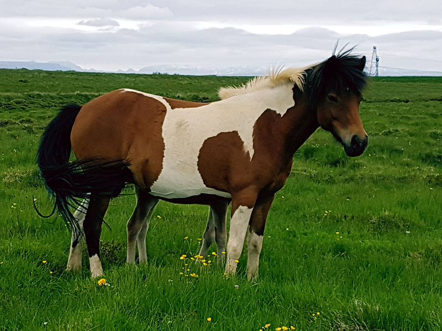 Fjöður frá Flagveltu